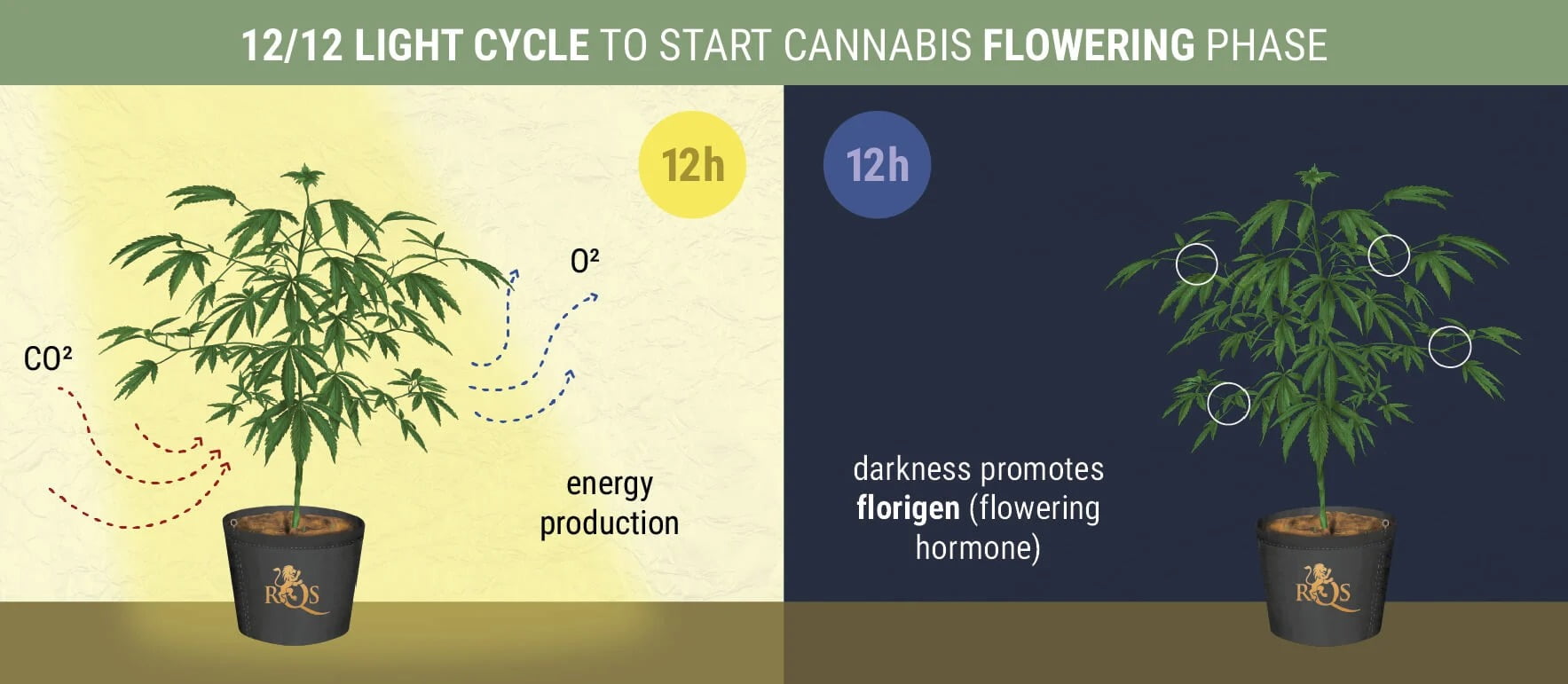 室内栽培の大麻が開花しないときに何をすべきか