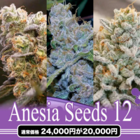 Anesia Seeds 12粒セット