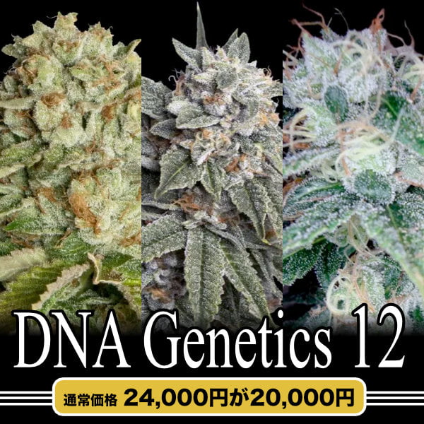 DNA Genetics 12粒セット