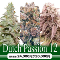 Dutch Passion 12粒セット