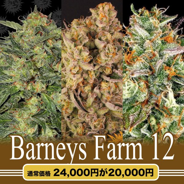 Barneys Farm 12粒セット
