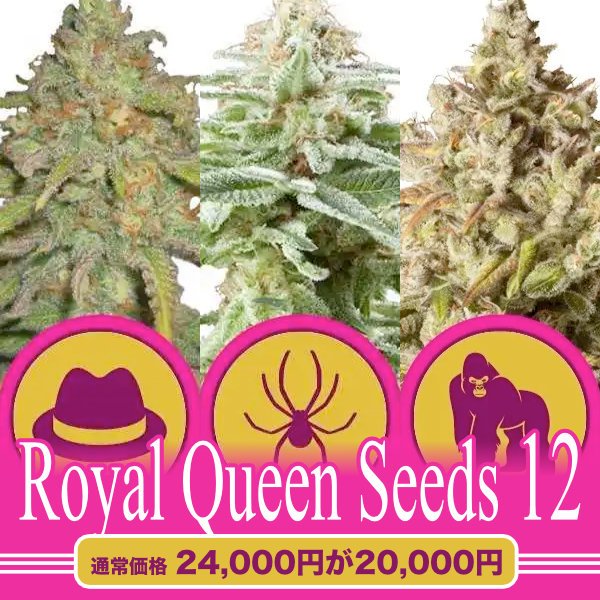 Royal Queen Seeds 12粒セット