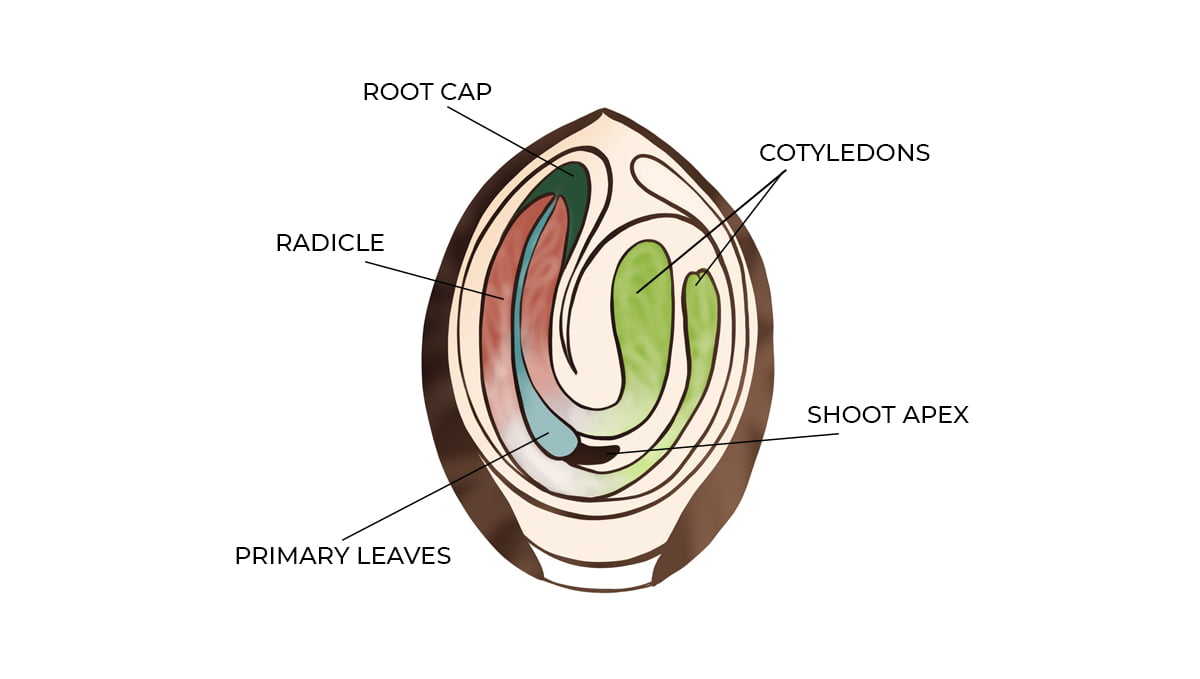 Germination guide: anatomy of a seed
