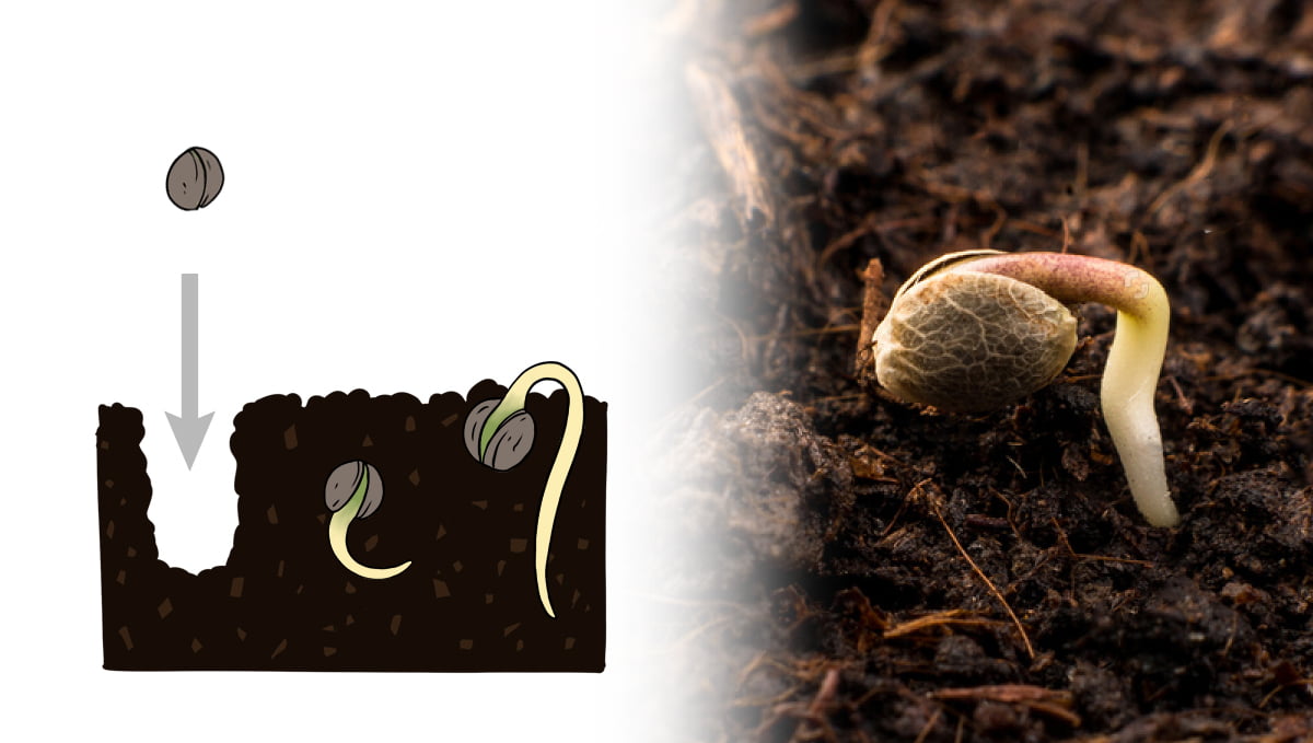 Germination guide: planting directly in the medium