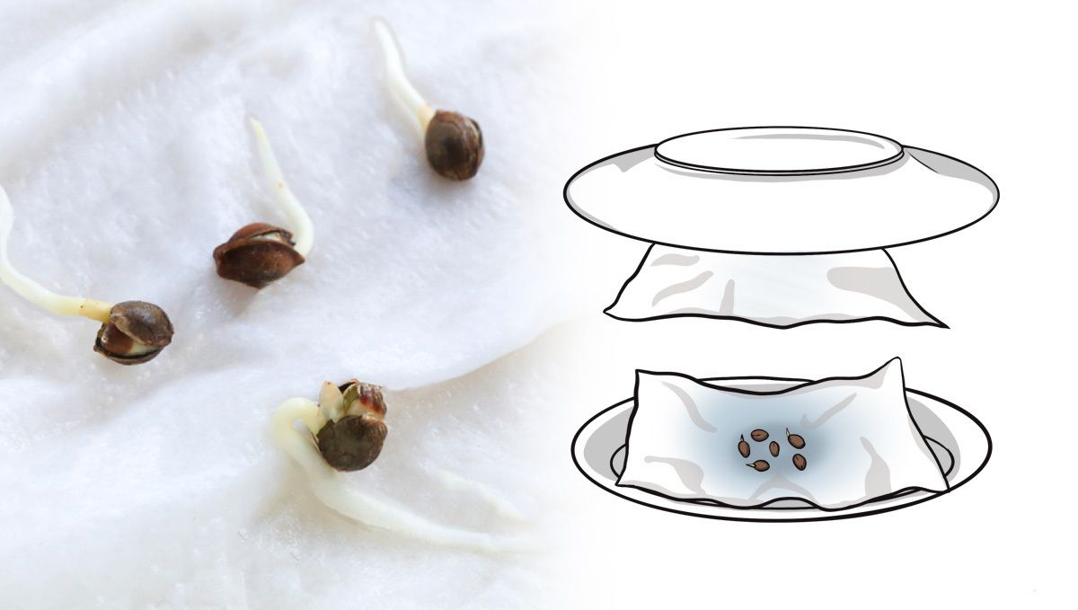 How To Store Your Cannabis Seeds: the paper towel method
