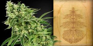 Anatomy-of-the-Cannabis-Plant-From-Roots-to-Pistils